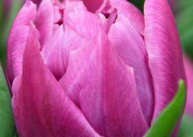 Tulipa Double Price ® (4)